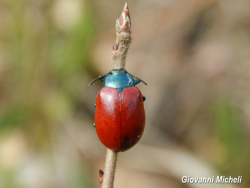 Chrysomela populi ?